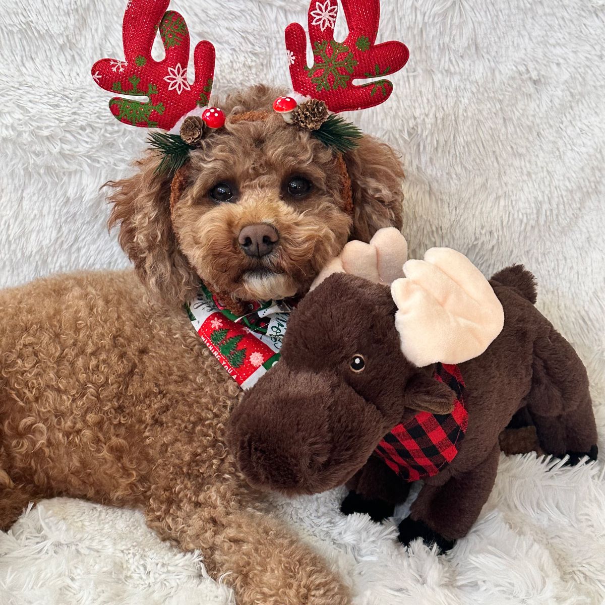 Tall Tails Animated Moose Plush Dog Toy – 11 Inch, Large