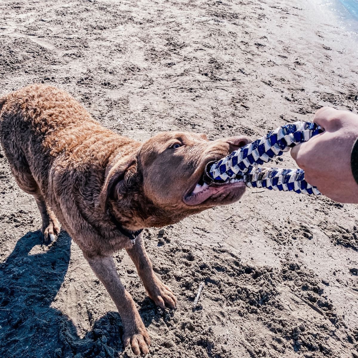 Tall Tails Navy Braided Ring Dog Toy – 6 Inch