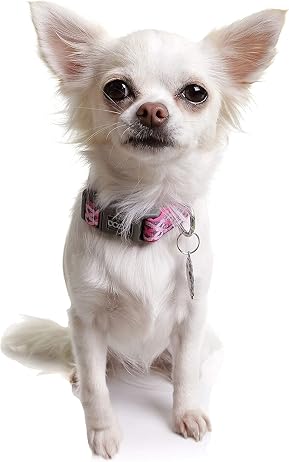 DOOG Neoprene Dog Collar Scout Extra Small – Comfortable Adjustable Collar for Small Dogs