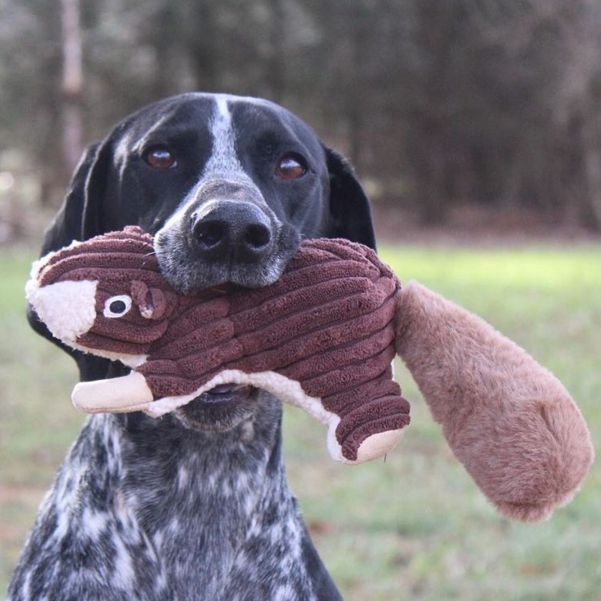 Tall Tails Plush Squirrel Squeaker Dog Toy – 12 Inch