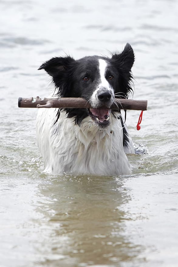 DOOG El Sticko Dog Fetch Toy, 12 Inch, Recycled Rubber, Splinter-Free Floating Stick Toy