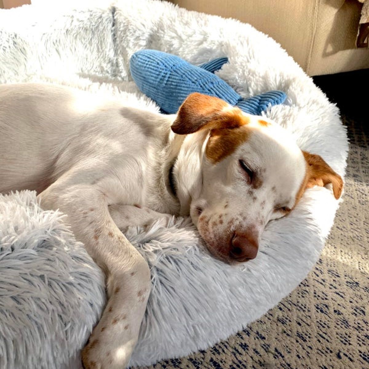 Tall Tails Dream Sleeper Cuddle Donut Pet Bed – Frosted Gray