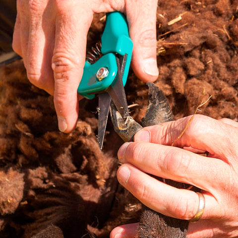 Footrot Shear Supersharp
