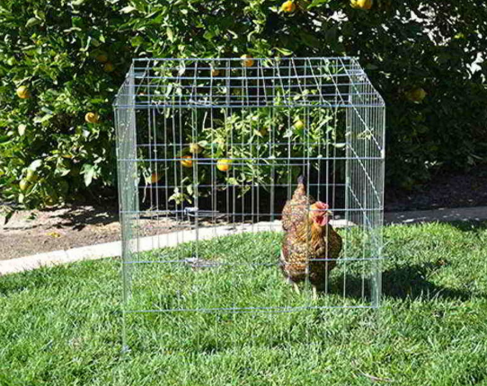 SQUARE CHICKEN CAGE