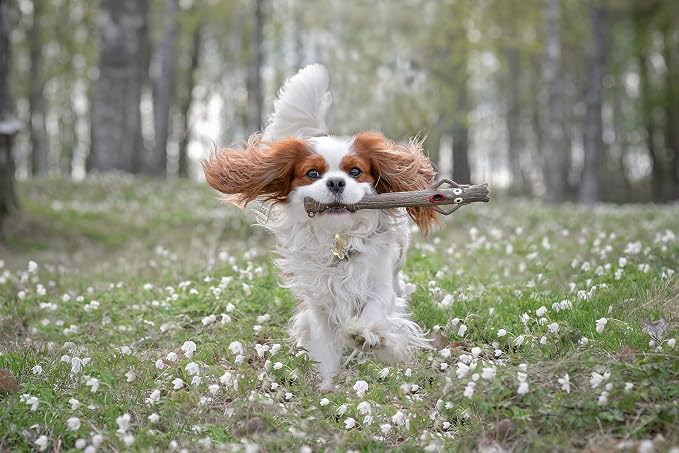 Incredible Stalk Dog Toy – Durable Interactive Chew & Fetch Toy for Dogs