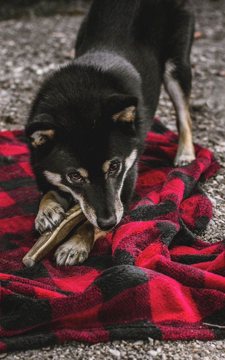 Tall Tails Hunter's Plaid Fleece Dog Blanket 