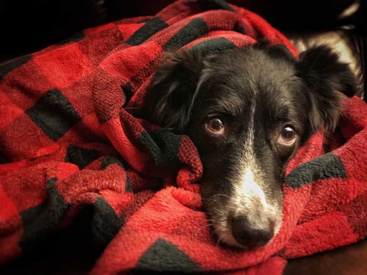 Tall Tails Hunter's Plaid Fleece Dog Blanket 