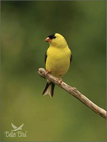 Better Bird Finch Food – 4 lb