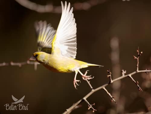 Better Bird Finch Food – 4 lb