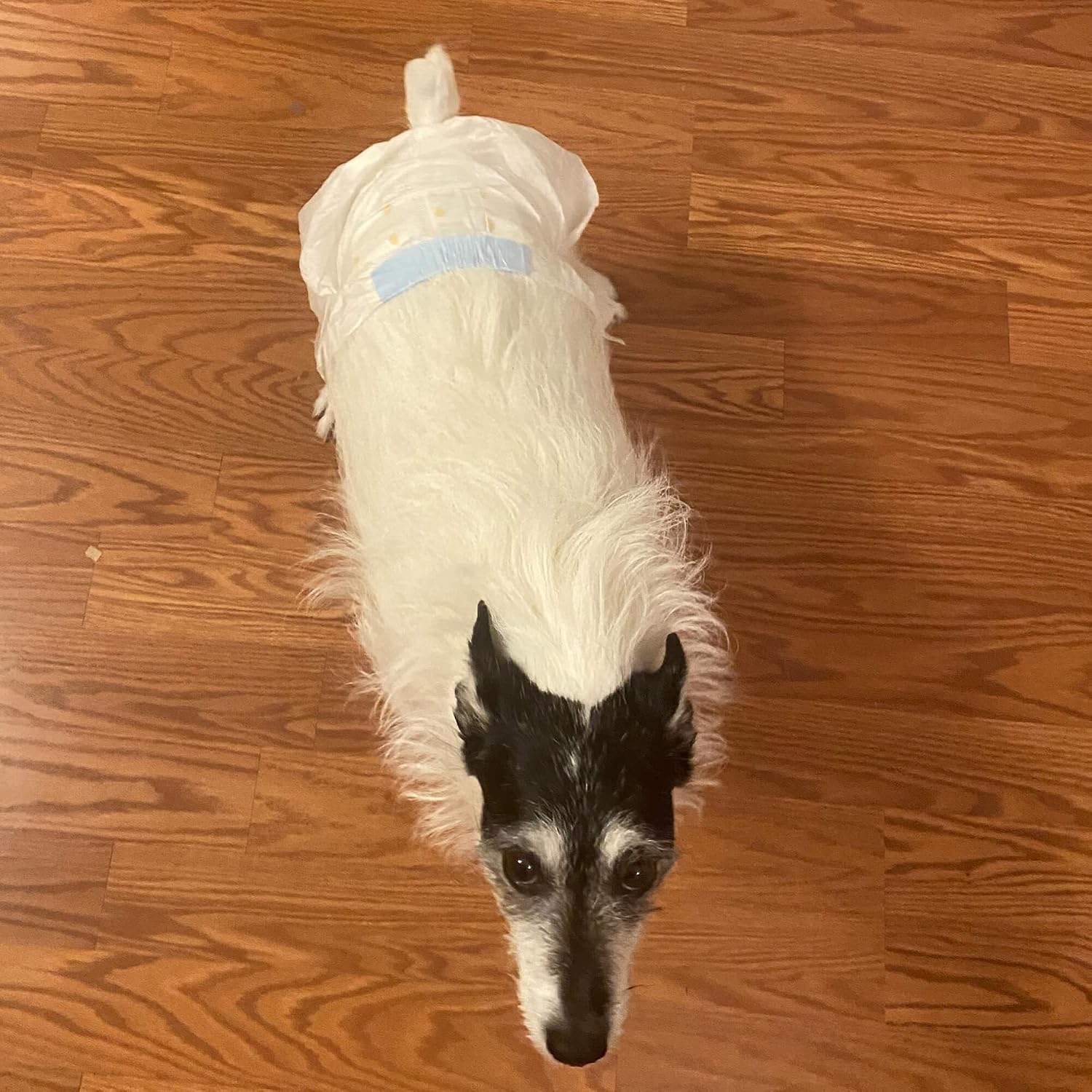 WizSmart UltraDry Disposable Female Dog Diapers – Ultra Absorbent Leak-Proof Pet Diapers